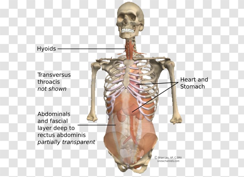 Shoulder Homo Sapiens Skeleton Figurine Hip - Kbr - Abdomen Anatomy Transparent PNG