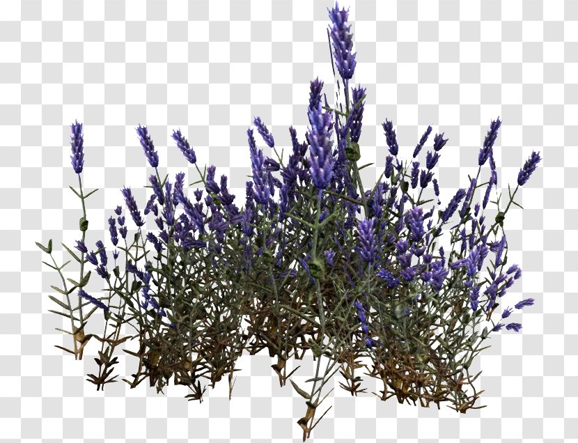 English Lavender French Cyrodiil Embryophyta - Flowering Plant - Violet Transparent PNG