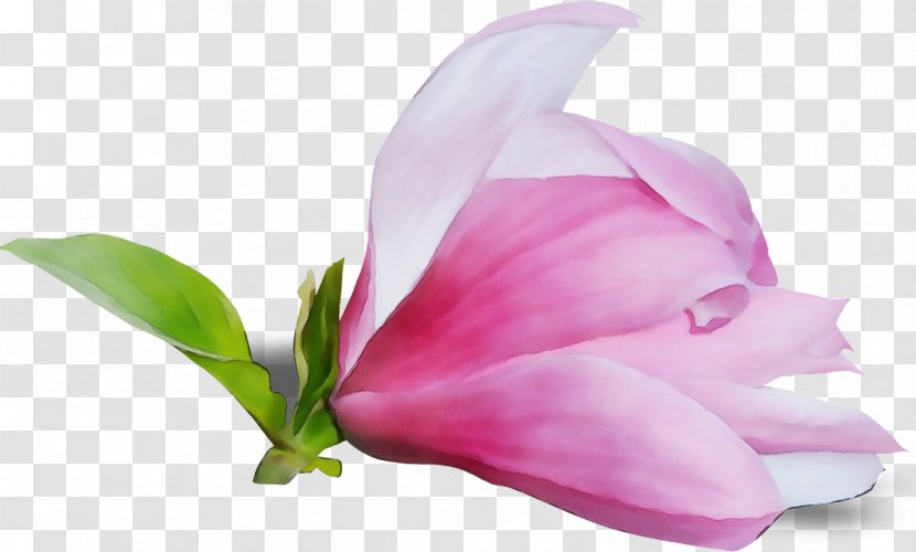 Petal Flower Pink Plant Flowering - Paint - Tulip Magnolia Family Transparent PNG