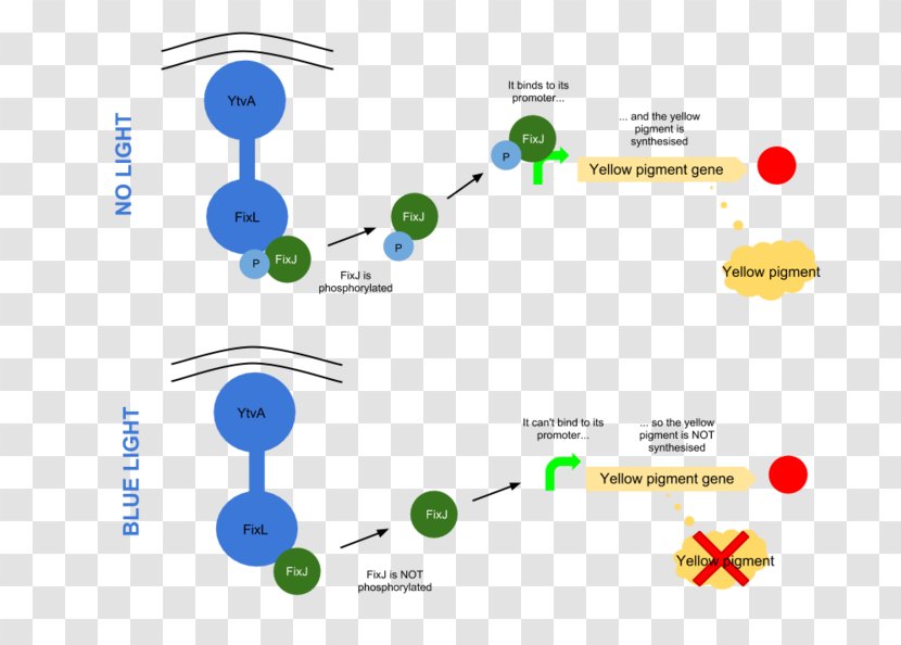 Light Biological Pigment International Genetically Engineered Machine Biology - Color Transparent PNG