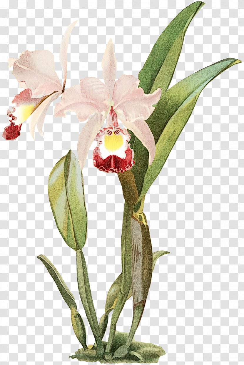 Reichenbachia: Orchids Illustrated And Described Crimson Cattleya Percivaliana Moth Transparent PNG