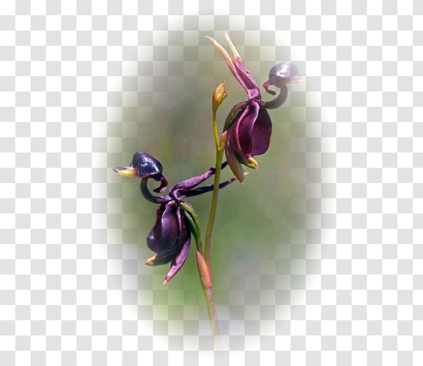 Large Duck Orchid Fly Caleana Flower Lady's-slipper - Ophrys - Insect Transparent PNG