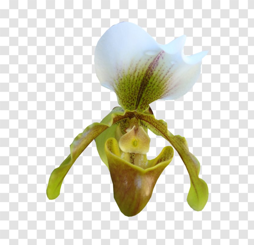 Teapot Cup Image Moth Orchids - Bag - Flower Balloon Animals Transparent PNG