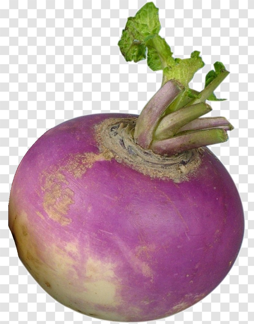 Turnip Shalgam Rutabaga Vegetable Radish - Cauliflower - Turniphd Transparent PNG
