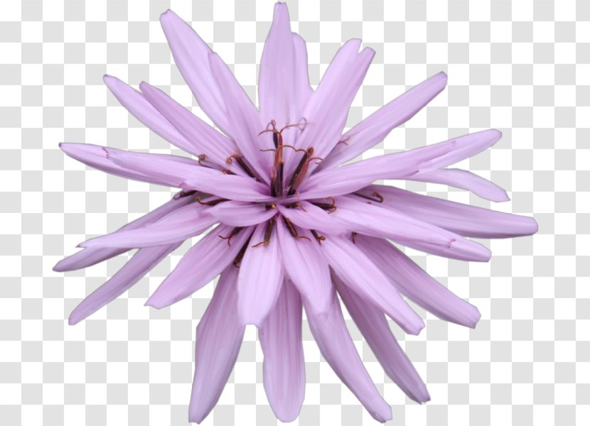 Petal Purple - Lavender - Summer Music Flower Transparent PNG