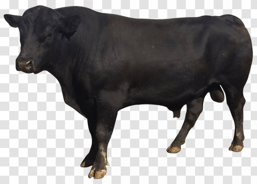 Cattle Bull Nagpuri - Ox Transparent PNG