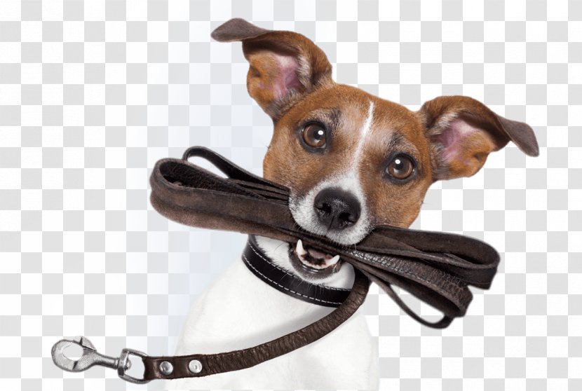 Italian Greyhound Dog Breed Leash Poodle Dachshund - Puppy Transparent PNG