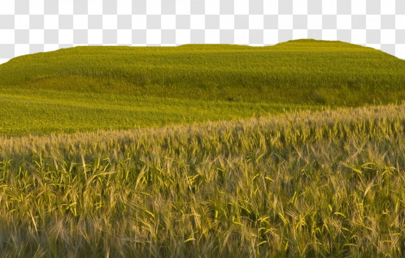 Bliss Wheat Wallpaper - Rice - Big Farm Field Transparent PNG