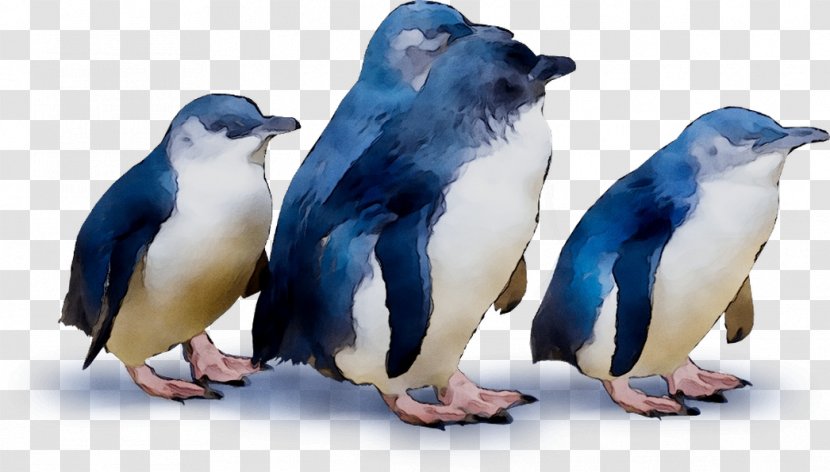 Penguin Fauna Beak - Vertebrate Transparent PNG