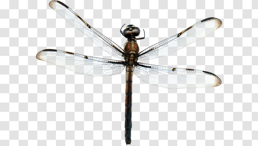 Dragonfly Insect Clip Art Transparent PNG