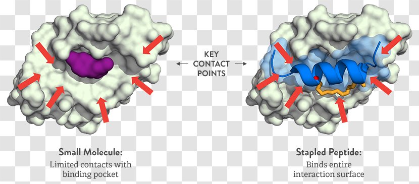 Stapled Peptide Small Molecule Protein–protein Interaction - Flower Transparent PNG