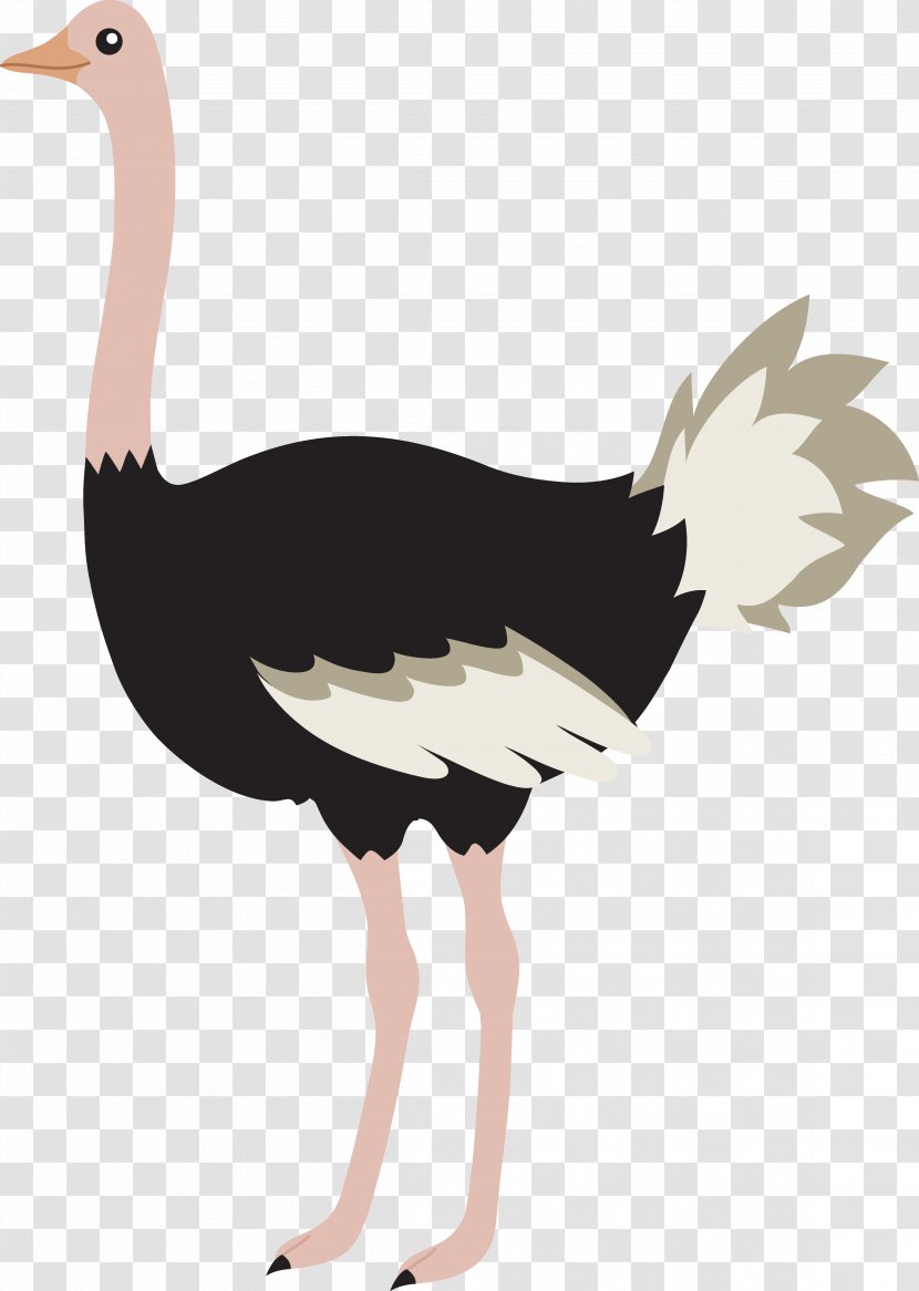 Common Ostrich Bird T-shirt Sticker Clip Art - Photography - Cliparts Transparent PNG