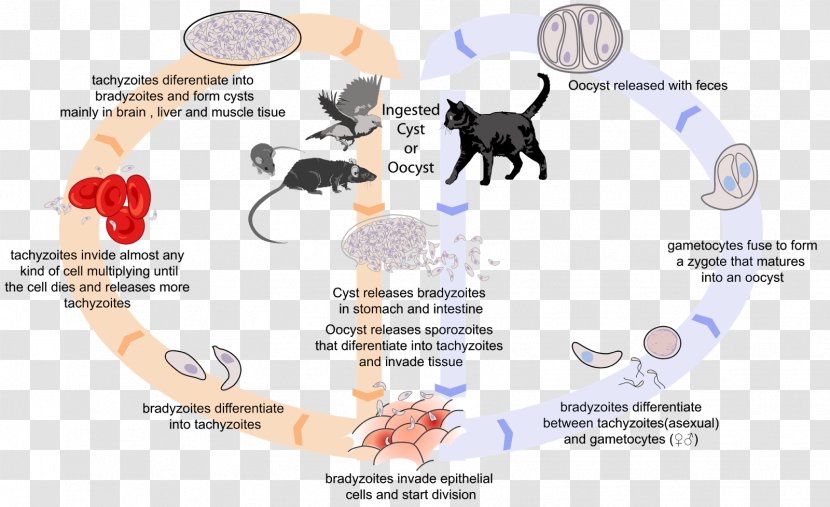 Felidae Toxoplasma Gondii Toxoplasmosis Biological Life Cycle Cat - Watercolor Transparent PNG