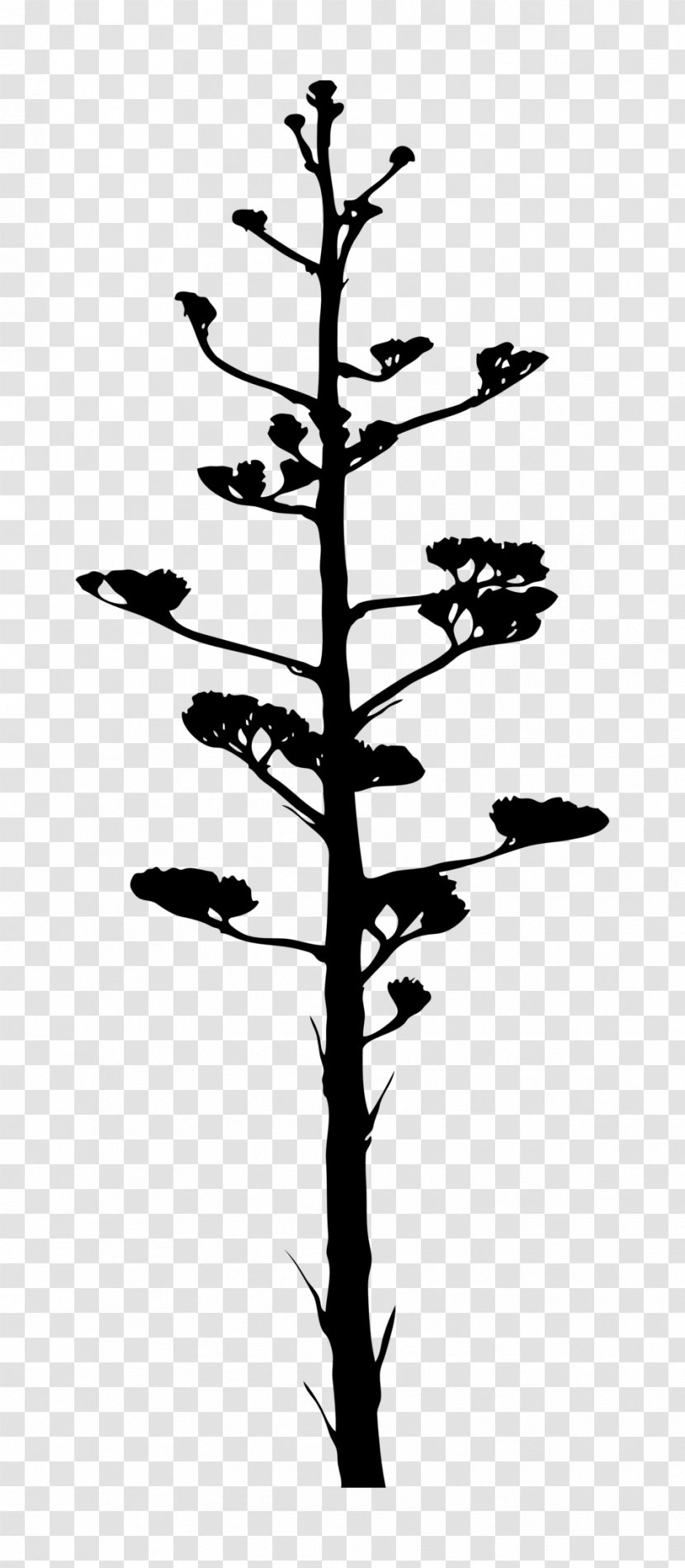 Twig Agave Plant Stem - Tree Transparent PNG