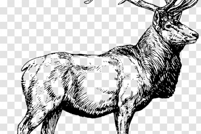White-tailed Deer Elk Moose Hunting Transparent PNG