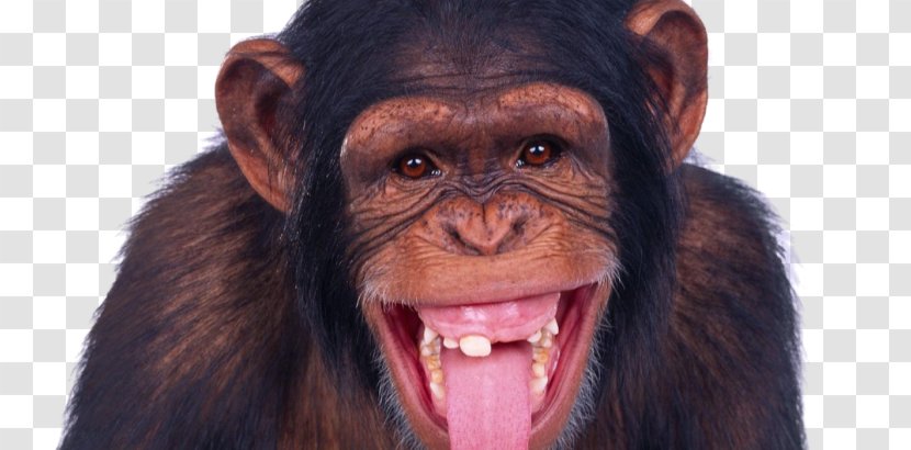 Chimpanzee Ape Monkey - Snout Transparent PNG