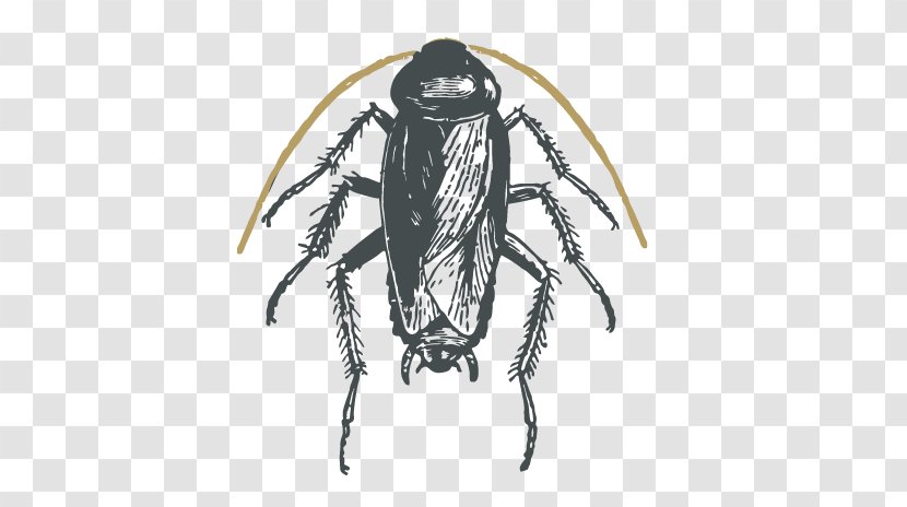 American Cockroach Oriental Illustration German - Arthropod Transparent PNG