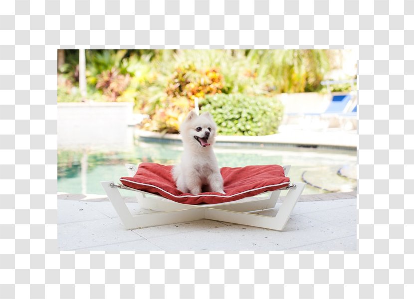Furniture Jehovah's Witnesses - Cat Like Mammal - Fancy Dog Transparent PNG