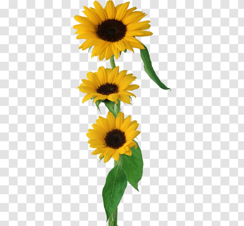 Common Sunflower Brush - Floral Design Transparent PNG