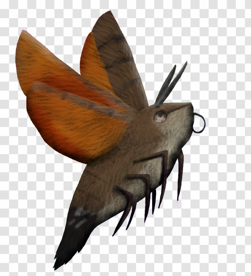 Butterfly Insect Moth Pollinator Invertebrate - Moths And Butterflies - Hummingbird Transparent PNG