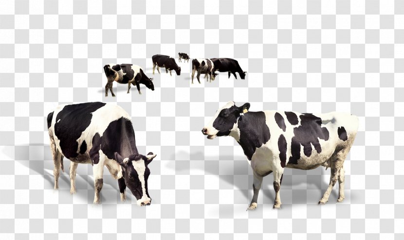 Taurus Cattle Dairy Milk - Cow Transparent PNG