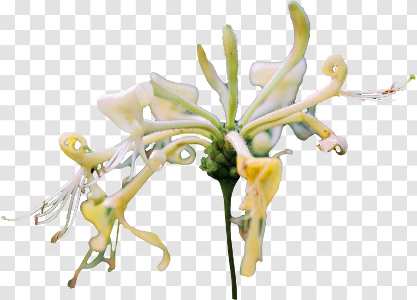 Floral Design Cut Flowers Plant Stem Petal - Flora - Flower Transparent PNG