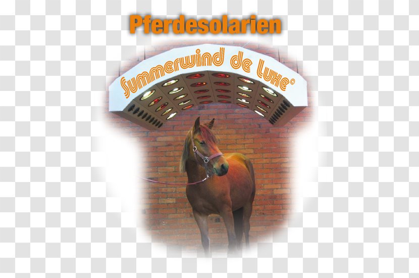 Horse Pferdesolarium Summerwind Pferdesolarien Text Stock Photography - Radiation Therapy Transparent PNG