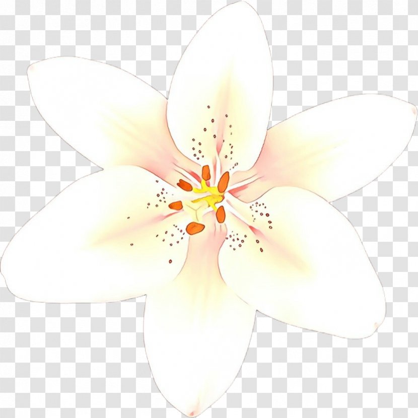 White Petal Flower Plant Wildflower - Blossom Flowering Transparent PNG