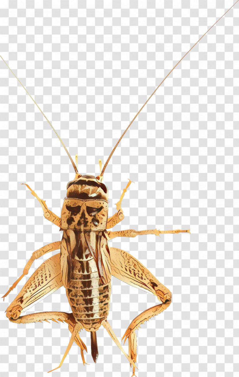 Insect Locust Pest Cricket Macro - Membrane - Grasshopper Scentless Plant Bugs Transparent PNG