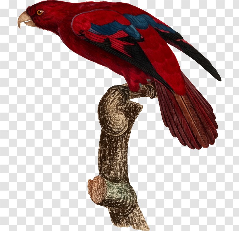 Bird Parrot Beak Feather Animal - Fauna - Tropical Clipart Transparent PNG