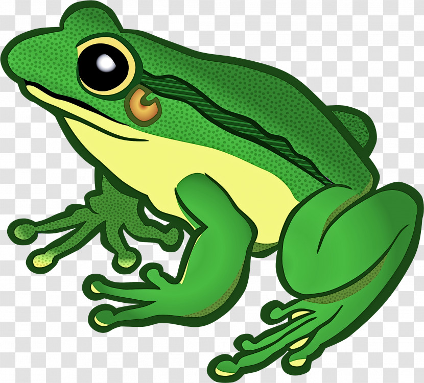 Frog True Frog Hyla Tree Frog Tree Frog Transparent PNG