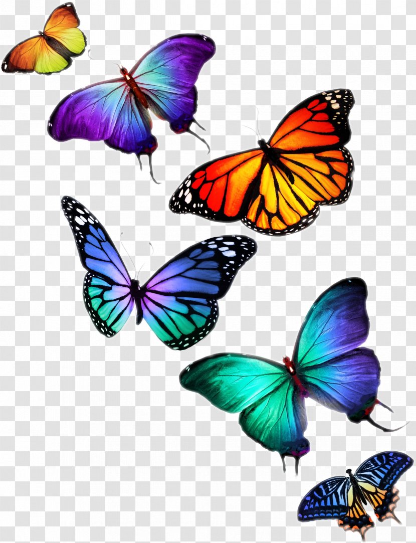 Butterfly Stock Photography Desktop Wallpaper - Symmetry - Fly Transparent PNG