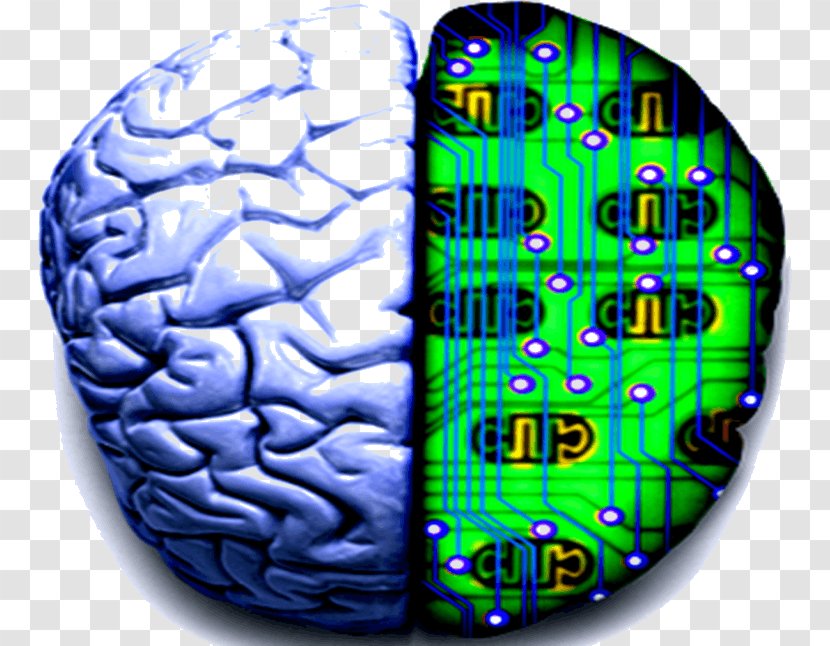 Brain YouTube Evolution Of Nervous Systems Video - Frame - Science Transparent PNG