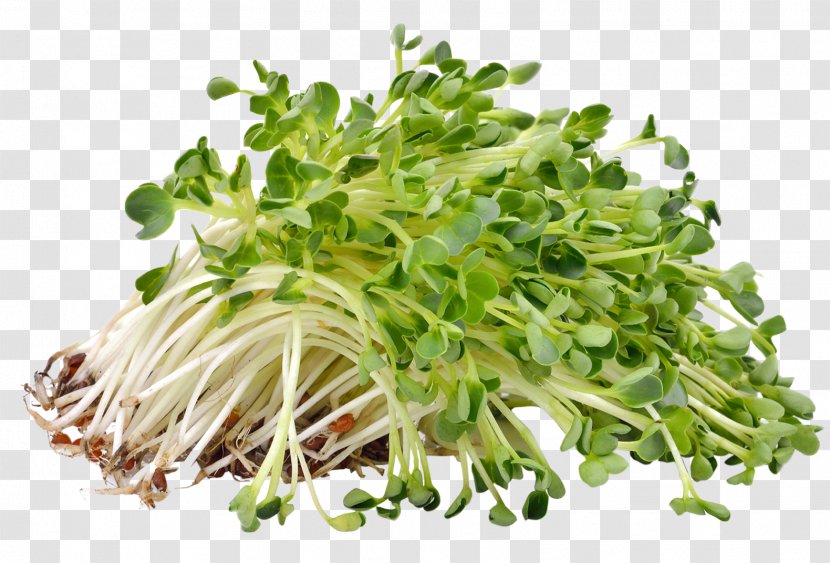 Sprouting Alfalfa Sprouts Microgreen Seed - Medicago Transparent PNG