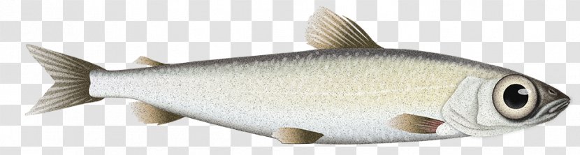 Milkfish Oily Fish Animal - Bony - Cyclopterus Lumpus Transparent PNG