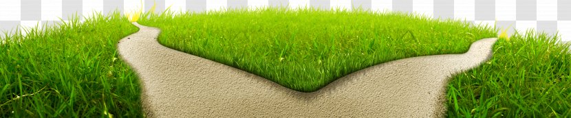 Lawn Meadow Wheatgrass Green Field - Text - Meadow,road Transparent PNG