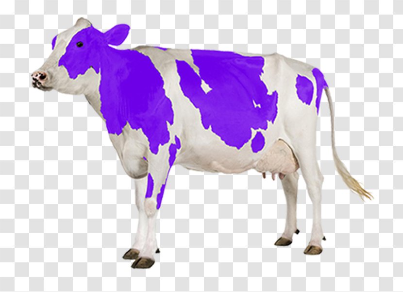Holstein Friesian Cattle Gyr Dairy Milk - Livestock Transparent PNG