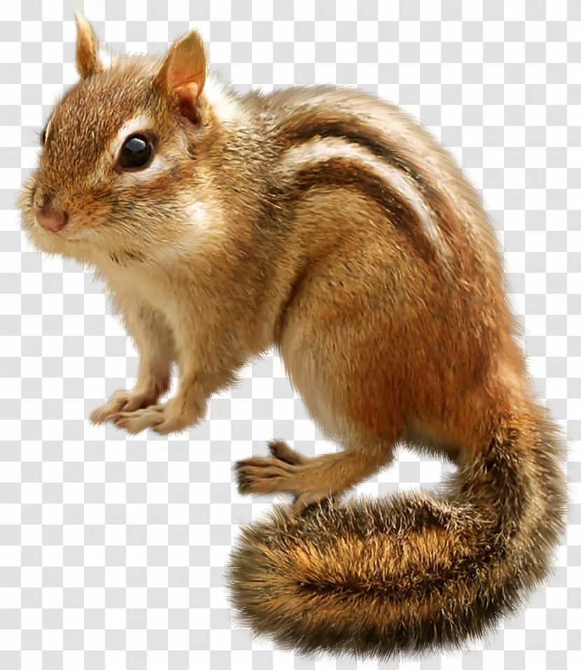 Tree Squirrel Eastern Chipmunk Siberian Rodent - Ground - A Transparent PNG