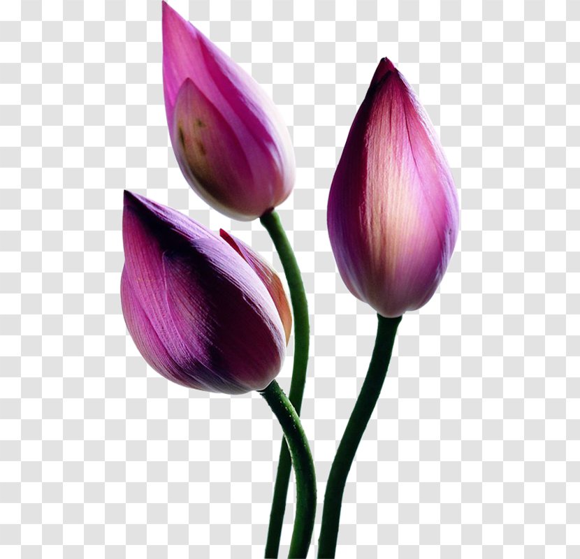 Nelumbo Nucifera Google Images - Lotus Seed - Beautiful Chinese Style,Purple Bud Transparent PNG