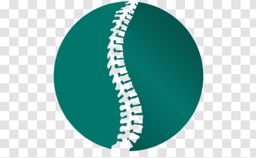 Chiropractic Vertebral Column Scoliosis Health Care Sports Injury - Physical Therapy Transparent PNG