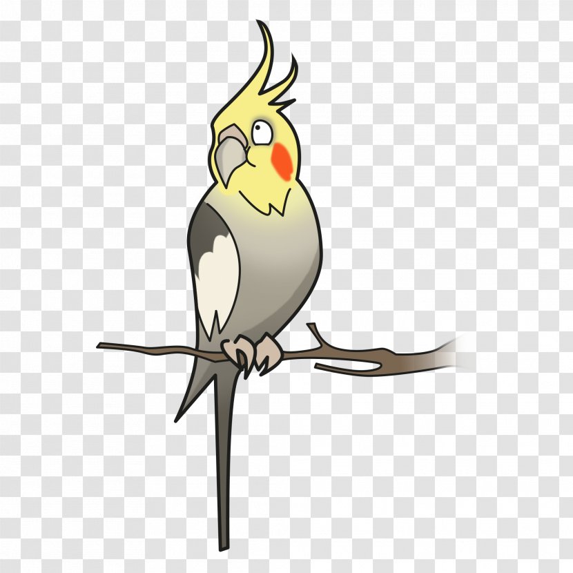 Cockatiel Bird Parakeet Cockatoo Pet - Parrot Transparent PNG