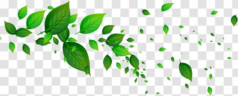 Leaf Green - Leaves Transparent PNG