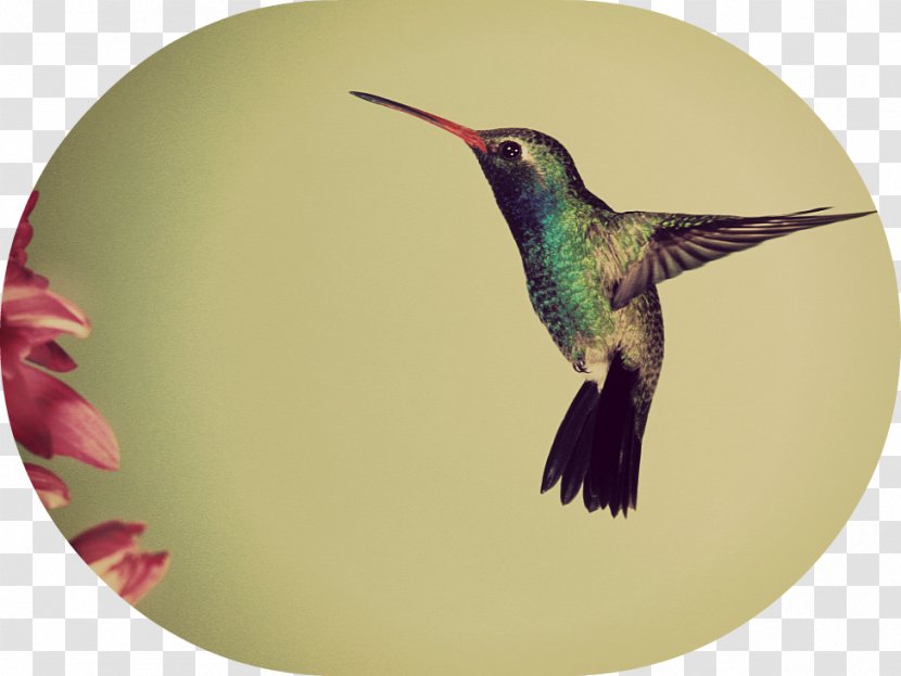 Google Hummingbird Quotation Algorithm - Bird Feeders Transparent PNG