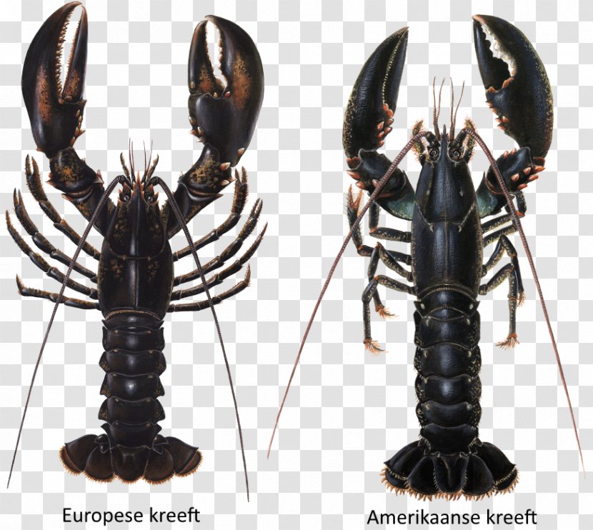 European Lobster Crayfish As Food Louisiana Crawfish - Sea Transparent PNG
