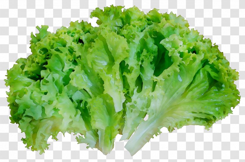Broccoli Vegetarian Cuisine Vegetable Food Lettuce - Romaine - Flower Transparent PNG