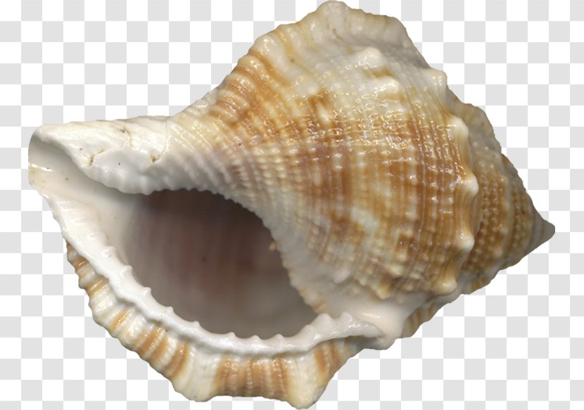 Seashell Conch - Cockle Transparent PNG