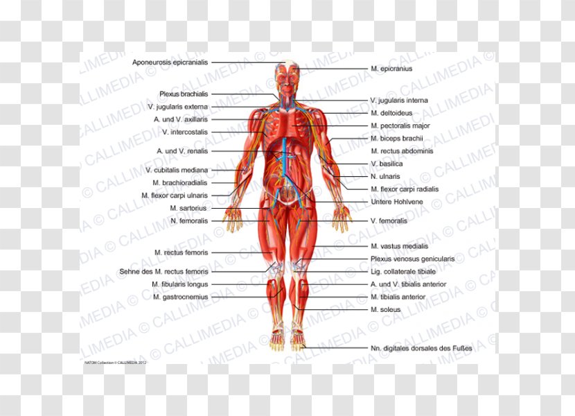 Human Body Anatomy Muscle Nerve - Heart - V Jugularis Externa Transparent PNG