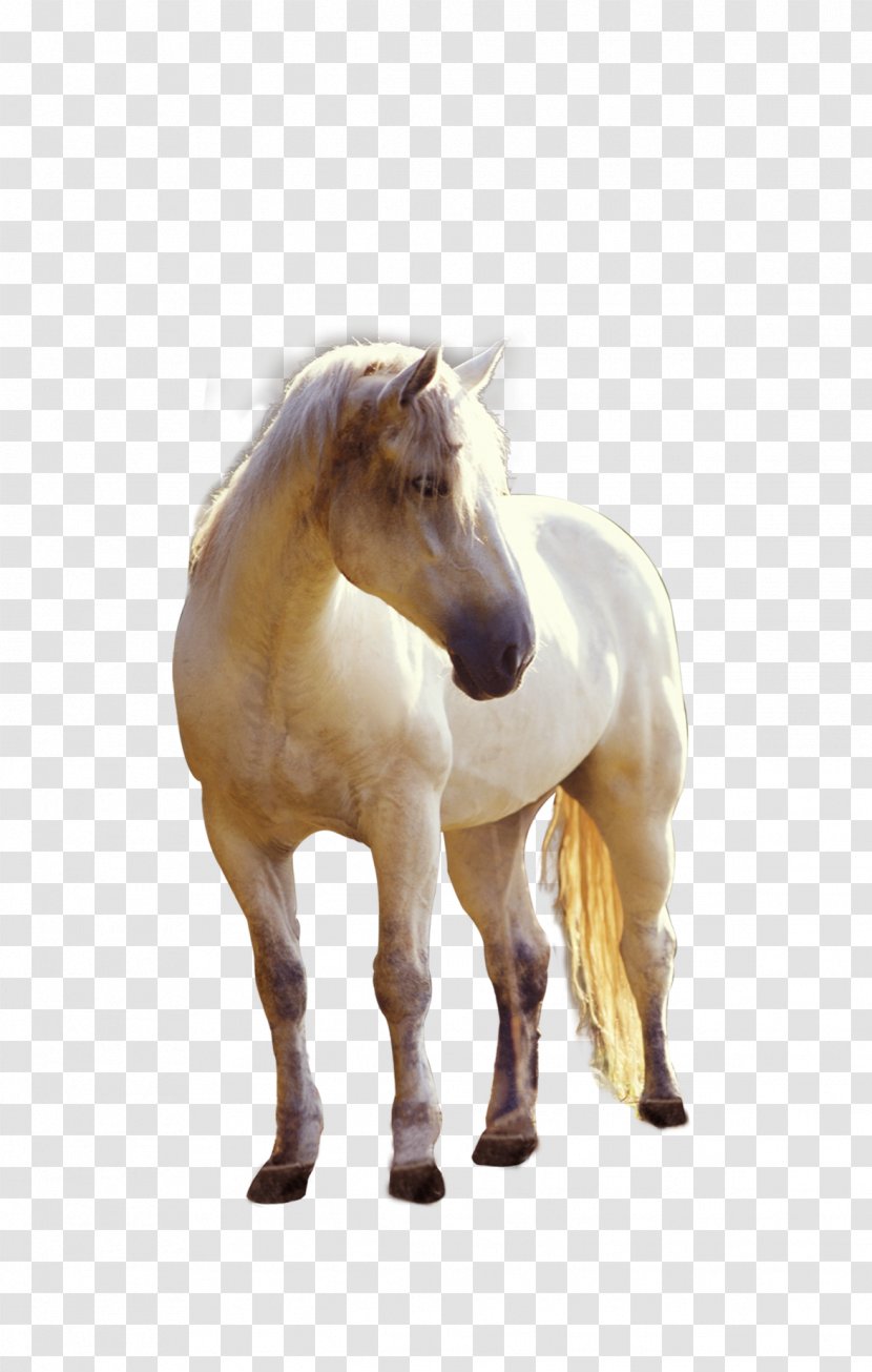 Horse Foal Stallion - Pony - Property Whitehorse Element Transparent PNG