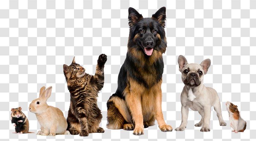 Cat Veterinarian Pet Animal Border Collie - Dog Like Mammal - Vet Clinic Transparent PNG