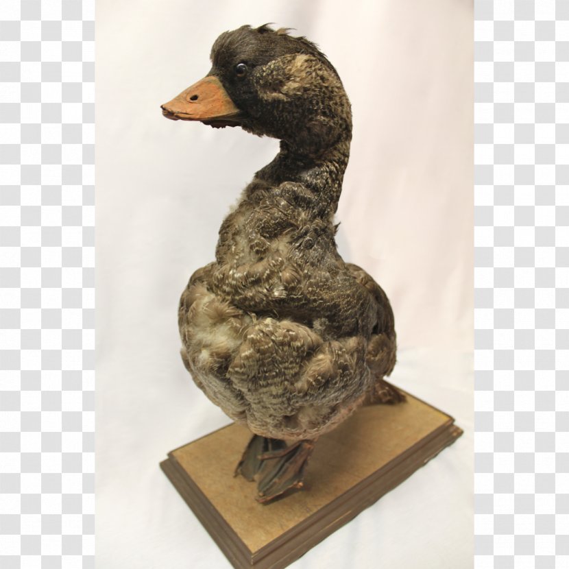 Duck Goose Water Bird Anatidae - Cygnini - Wooden Plaque Transparent PNG